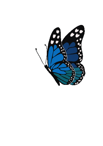 butterfly animation